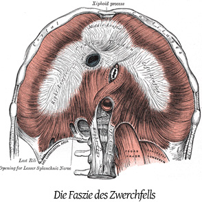 Faszie Zwerchfell